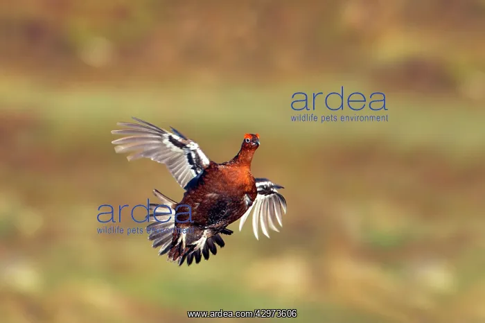 : Red Grouse - In flight over moors : Red Grouse - In flight over moors