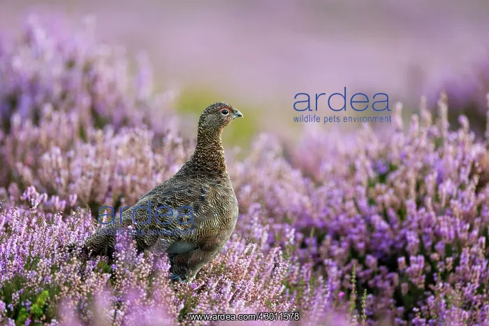 : Red Grouse in flowering heather : Red Grouse in flowering heather