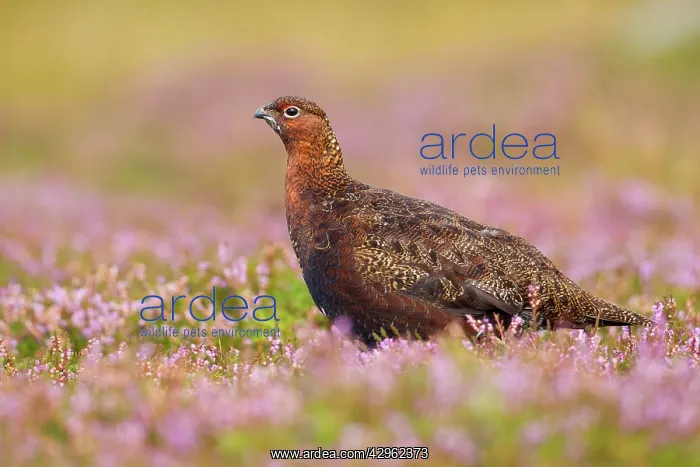 : Red Grouse - amongst heather : Red Grouse - amongst heather