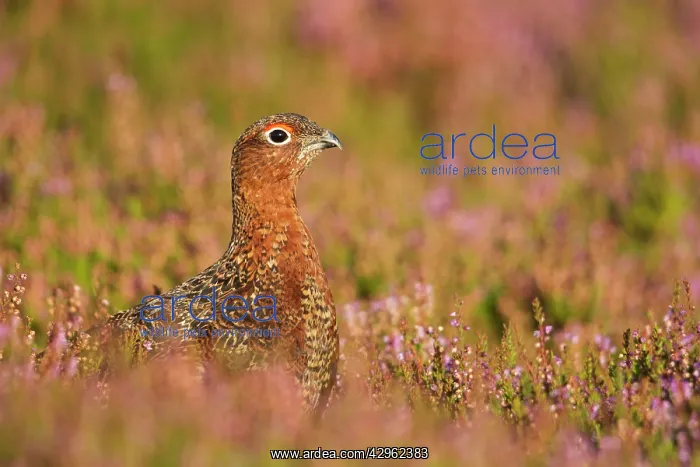 : Red Grouse - amongst heather : Red Grouse - amongst heather