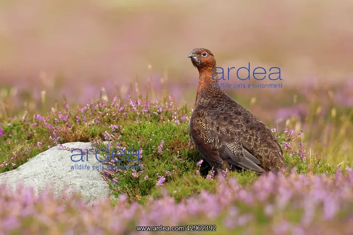 : Red Grouse - amongst heather : Red Grouse - amongst heather