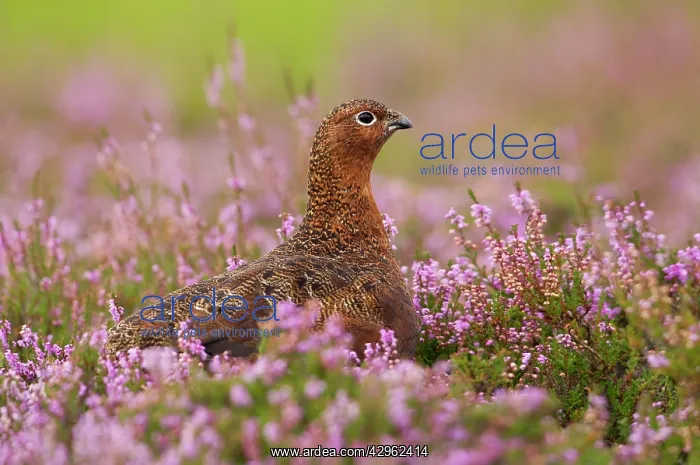 : Red Grouse - amongst heather : Red Grouse - amongst heather