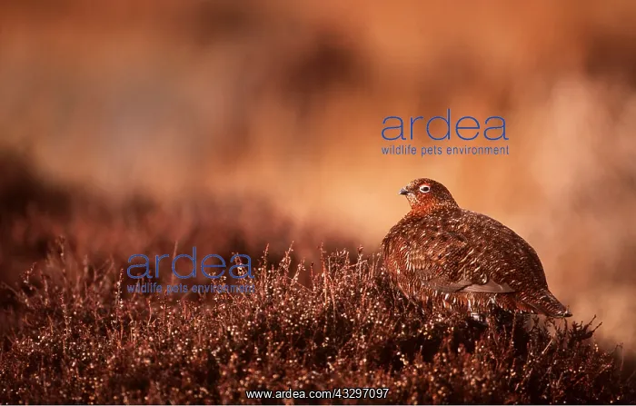 : RED GROUSE - on heather : RED GROUSE - on heather