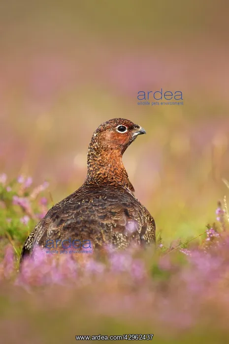 : Red Grouse - amongst heather in early morning sunshine : Red Grouse - amongst heather in early morning sunshine