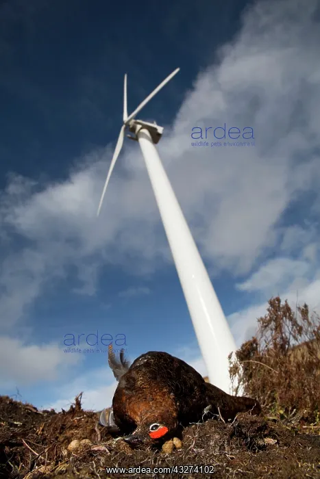 : Red Grouse - killed by wind turbine : Red Grouse - killed by wind turbine