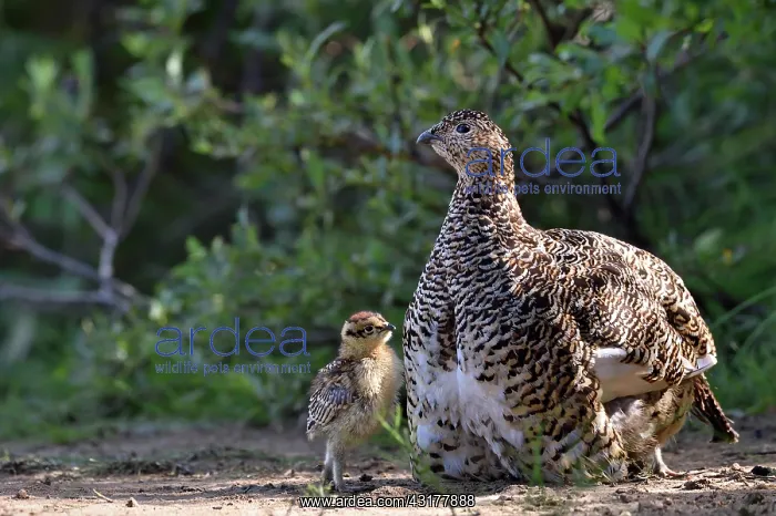 : Red grouse (Lagopus lagopus) female and chicks : Red grouse (Lagopus lagopus) female and chicks