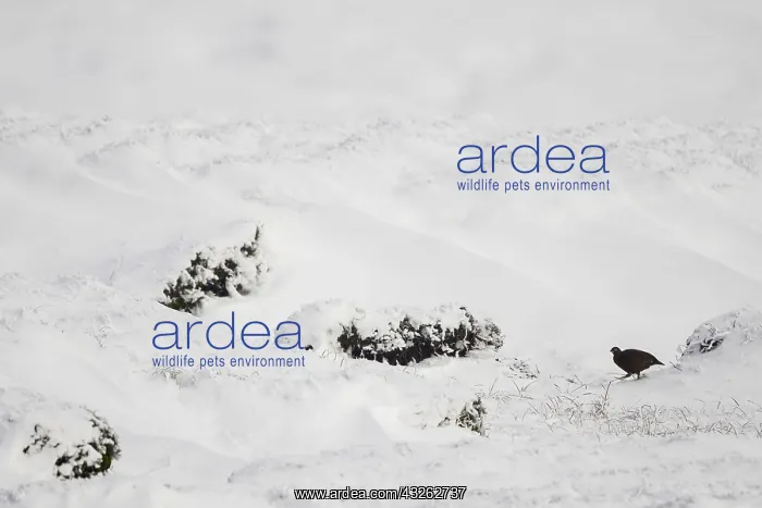  : A Red Grouse (Lagopus lagopus scotica) walks through