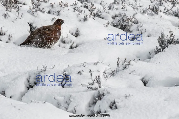 : Red Grouse (Lagopus scotica) - female walking : Red Grouse (Lagopus scotica) - female walking
