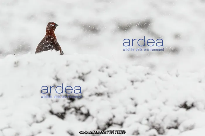 : Red Grouse (Lagopus scotica) ~ resting on snow during blizzard ~ Cairngorms National Park : Red Grouse (Lagopus scotica) ~ resting on snow during blizzard ~ Cairngorms National Park