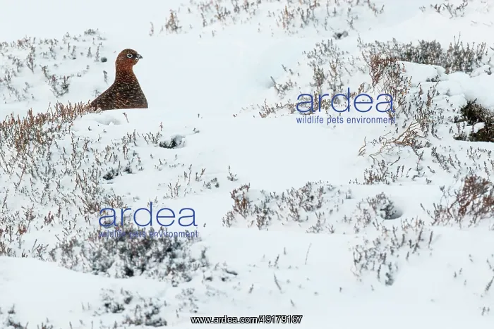: Red Grouse (Lagopus scotica) ~ resting on snow during blizzard ~ Cairngorms National Park : Red Grouse (Lagopus scotica) ~ resting on snow during blizzard ~ Cairngorms National Park