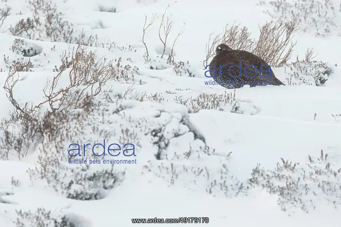 : Red Grouse (Lagopus scotica) ~ resting on snow during blizzard ~ Cairngorms National Park : Red Grouse (Lagopus scotica) ~ resting on snow during blizzard ~ Cairngorms National Park