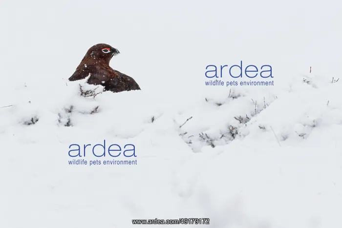 : Red Grouse (Lagopus scotica) ~ resting on snow during blizzard ~ Cairngorms National Park : Red Grouse (Lagopus scotica) ~ resting on snow during blizzard ~ Cairngorms National Park