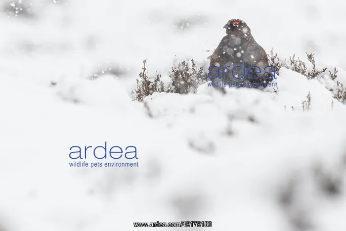 : Red Grouse (Lagopus scotica) ~ resting on snow during blizzard ~ Cairngorms National Park : Red Grouse (Lagopus scotica) ~ resting on snow during blizzard ~ Cairngorms National Park