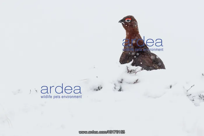 : Red Grouse (Lagopus scotica) ~ resting on snow during blizzard ~ Cairngorms National Park : Red Grouse (Lagopus scotica) ~ resting on snow during blizzard ~ Cairngorms National Park