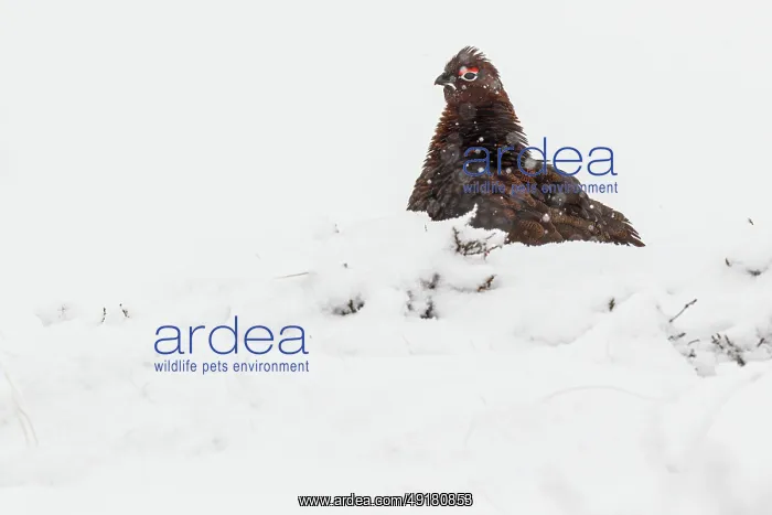 : Red Grouse (Lagopus scotica) ~ resting on snow during blizzard ~ Cairngorms National Park : Red Grouse (Lagopus scotica) ~ resting on snow during blizzard ~ Cairngorms National Park