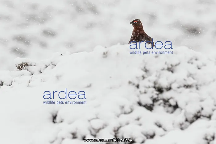 : Red Grouse (Lagopus scotica) ~ resting on snow during blizzard ~ Cairngorms National Park : Red Grouse (Lagopus scotica) ~ resting on snow during blizzard ~ Cairngorms National Park