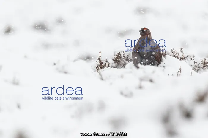 : Red Grouse (Lagopus scotica) ~ resting on snow during blizzard ~ Cairngorms National Park : Red Grouse (Lagopus scotica) ~ resting on snow during blizzard ~ Cairngorms National Park