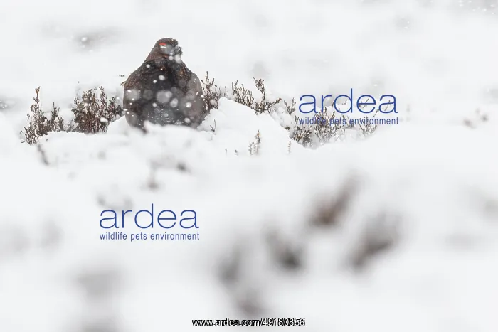 : Red Grouse (Lagopus scotica) ~ resting on snow during blizzard ~ Cairngorms National Park : Red Grouse (Lagopus scotica) ~ resting on snow during blizzard ~ Cairngorms National Park