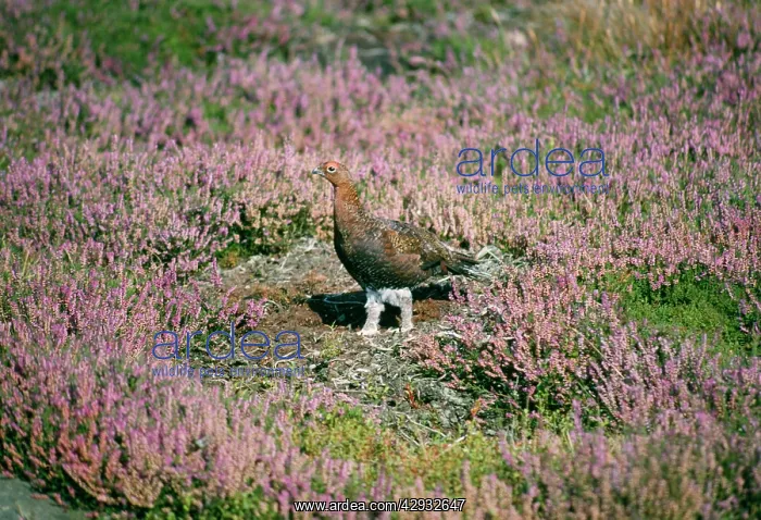 : RED GROUSE in Ling / heather : RED GROUSE in Ling / heather