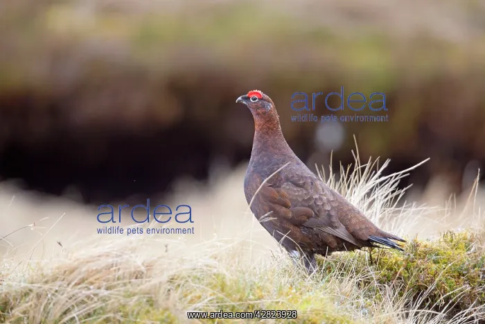 : Red Grouse - male : Red Grouse - male