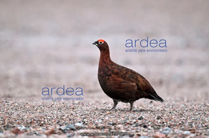 : Red Grouse - male : Red Grouse - male