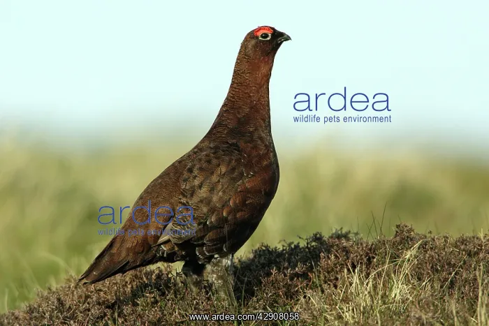 : Red Grouse - Male on alert : Red Grouse - Male on alert
