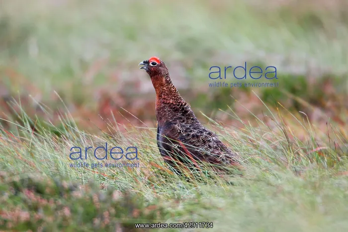 : Red Grouse - male calling on moorland : Red Grouse - male calling on moorland