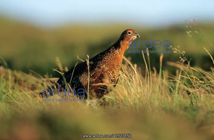: Red GROUSE - male calling on moorland : Red GROUSE - male calling on moorland
