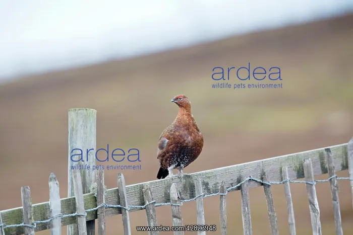 : Red Grouse - male on fence : Red Grouse - male on fence