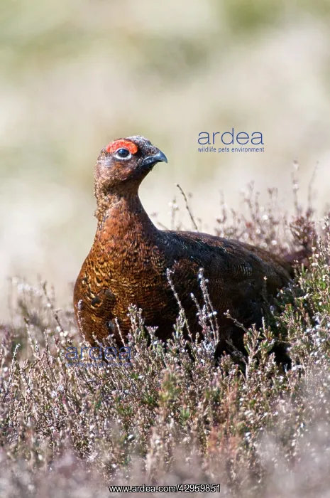 : Red Grouse - male in heather : Red Grouse - male in heather