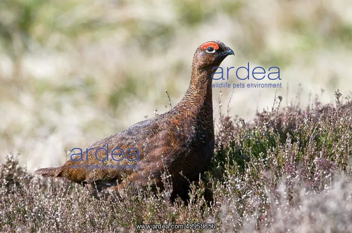 : Red Grouse - male in heather : Red Grouse - male in heather