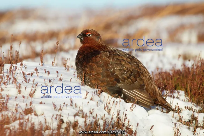 : Red Grouse - male amongst heather in winter snow - February : Red Grouse - male amongst heather in winter snow - February