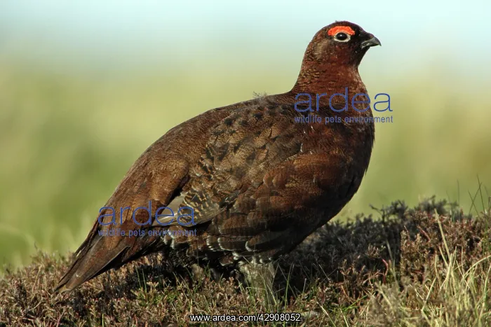 : Red Grouse - Male on moorland : Red Grouse - Male on moorland