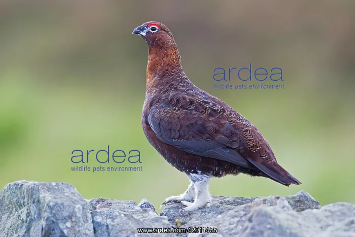: Red Grouse - male perched on dry stone wall : Red Grouse - male perched on dry stone wall