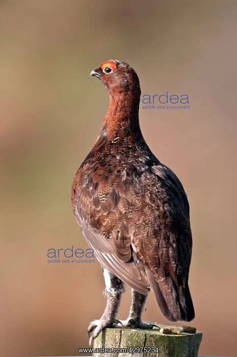 : Red Grouse - male perched on fence post : Red Grouse - male perched on fence post