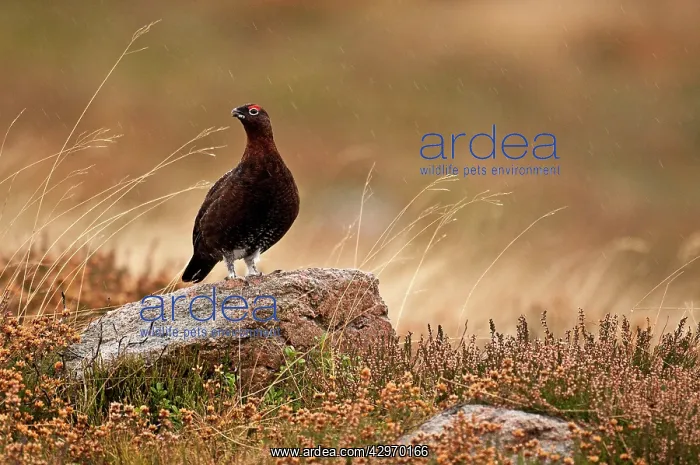 : Red Grouse - male standing on boulder in rain surrounded : Red Grouse - male standing on boulder in rain surrounded