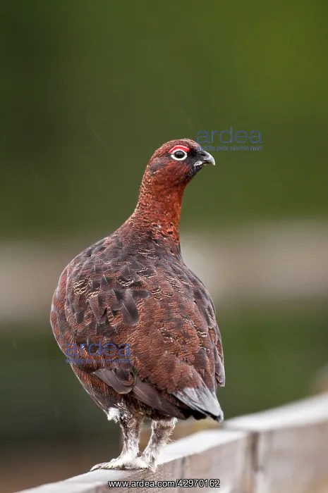 : Red Grouse - male standing on fence : Red Grouse - male standing on fence