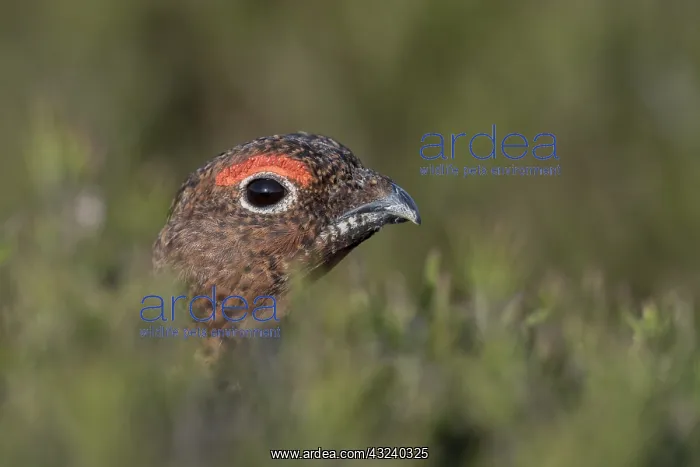  : Red Grouse - Male - Yorkshire - UK