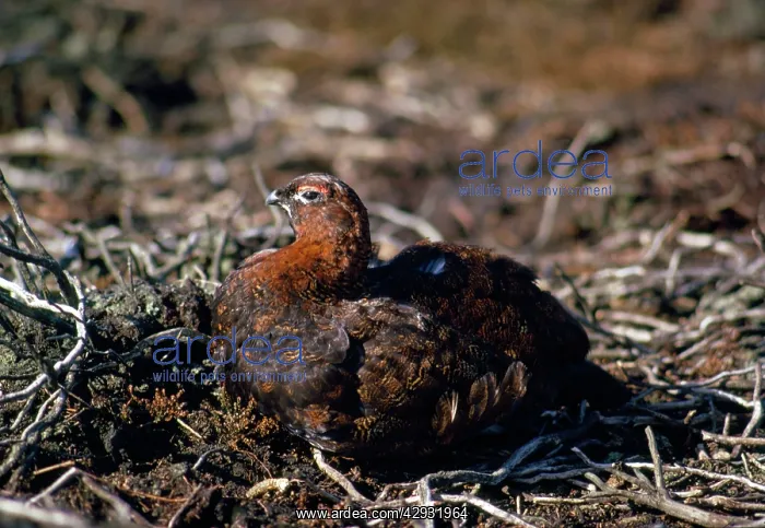 : RED GROUSE - on nest : RED GROUSE - on nest