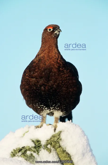 : Red GROUSE - perched on stone wall in winter : Red GROUSE - perched on stone wall in winter