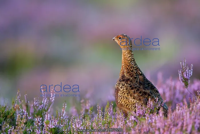 : Red Grouse - In Pink and purple heather : Red Grouse - In Pink and purple heather