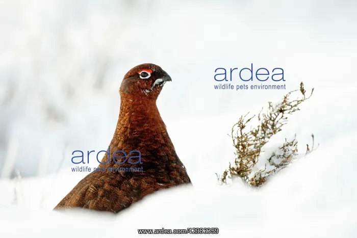 : Red Grouse - portrait of male grouse in snow : Red Grouse - portrait of male grouse in snow