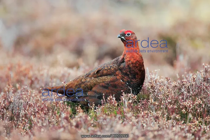 : Red Grouse, Scottish Grouse (Lagopus lagopus scoticus) : Red Grouse, Scottish Grouse (Lagopus lagopus scoticus)