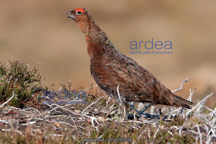 : Red grouse - Single adult male calling : Red grouse - Single adult male calling
