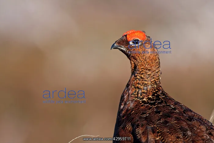 : Red Grouse - Single adult male looking at the camera : Red Grouse - Single adult male looking at the camera
