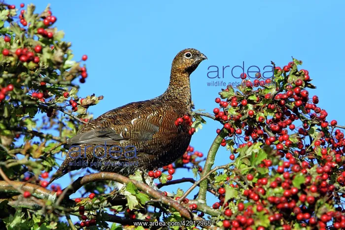 : Red Grouse - sitting in white thorn tree with ripened : Red Grouse - sitting in white thorn tree with ripened