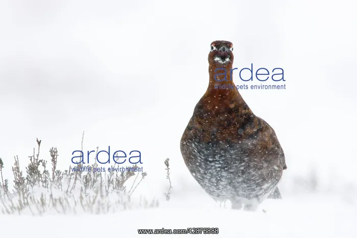 : Red Grouse - In snow storm : Red Grouse - In snow storm