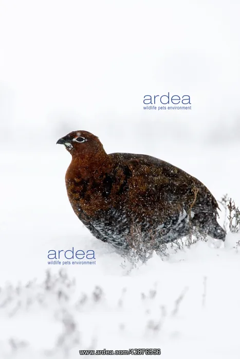 : Red Grouse - in snow storm : Red Grouse - in snow storm