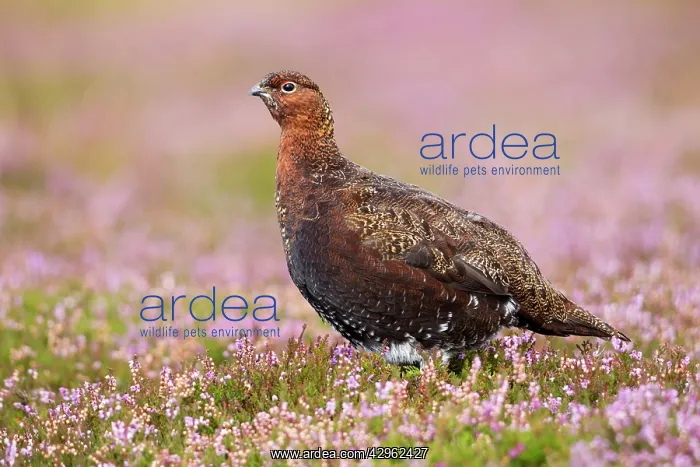: Red Grouse - standing in flowering heather on the : Red Grouse - standing in flowering heather on the