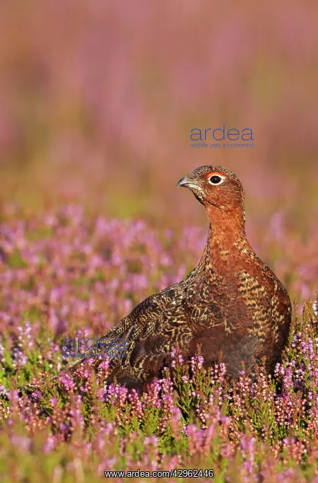 : Red Grouse - standing amongst heather in early : Red Grouse - standing amongst heather in early
